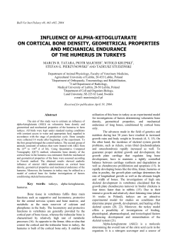 influence of alpha-ketoglutarate on cortical bone density