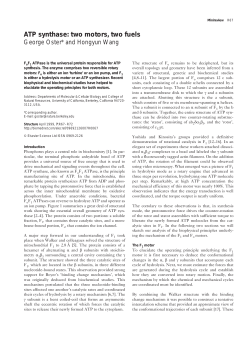 ATP synthase: two motors, two fuels