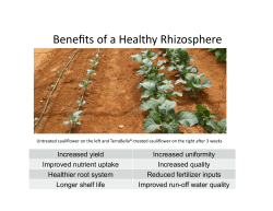 TerraBella - How It Works