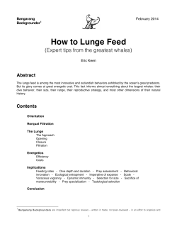 How to Lunge Feed - Bangarang | Whales, seabirds, and their prey