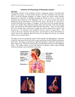 Anatomy and Physiology of Respiratory System Overview The