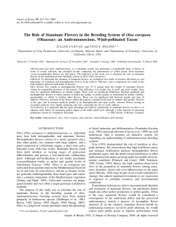 The Role of Staminate Flowers in the Breeding System of Olea