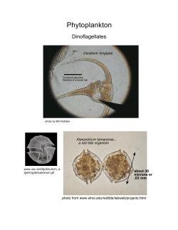 1c. Dinoflagellates.cwk (WP)