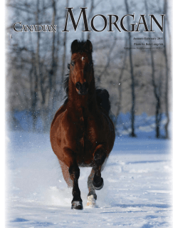 CANADIAN CANADIAN MORGAN - Canadian Morgan Horse