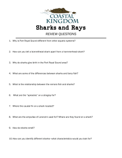 Sharks and Rays - Coastal Kingdom
