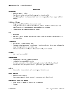 Egyptian Tortoise - The Maryland Zoo in Baltimore