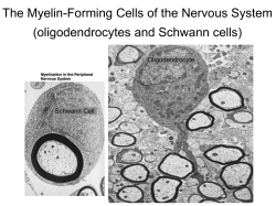 The Myelin-Forming Cells of the Nervous System (oligodendrocytes