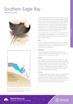 Southern Eagle Ray - Natural Resources South Australia