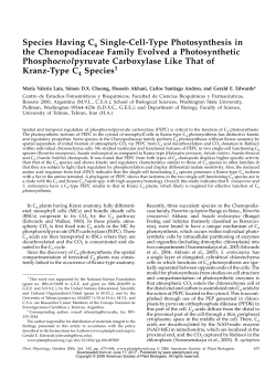 Species Having C Single-Cell-Type Photosynthesis