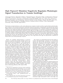 High Pigment1 Mutation Negatively Regulates Phototropic Signal