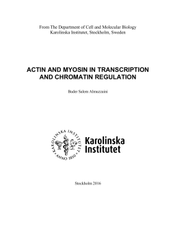 ACTIN AND MYOSIN IN TRANSCRIPTION AND CHROMATIN
