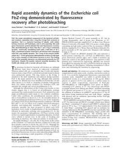 Rapid assembly dynamics of the Escherichia coli