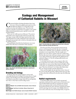 Ecology and Management of Cottontail Rabbits