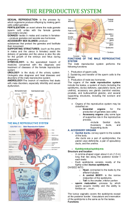 the reproductive system - Human Anatomy and Physiology