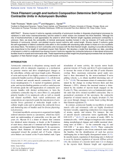 Thick Filament Length and Isoform Composition