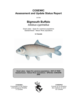 Bigmouth Buffalo (Ictiobus cyprinellus )