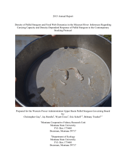 2013 Annual Report Density of Pallid Sturgeon and Food Web