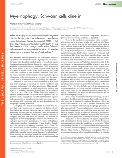 Myelinophagy: Schwann cells dine in