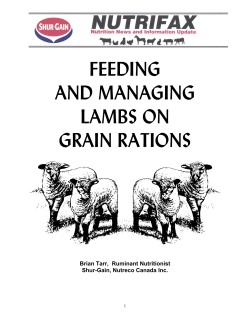 Feeding Managing Lambs on Grain Rations