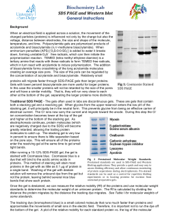 SDS PAGE General Instructions - University of San Diego Home