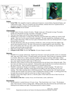 Mandrill - Rosamond Gifford Zoo