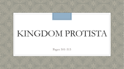 Kingdom protista
