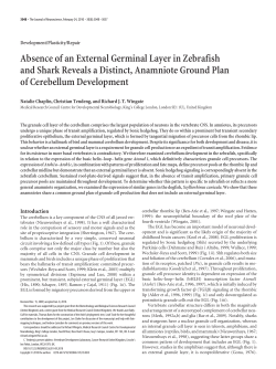 Absence of an External Germinal Layer in Zebrafish and Shark