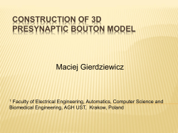 construction of 3d presynaptic bouton model