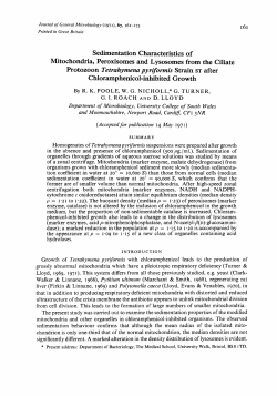 Sedimentation Characteristics of Mitochondria