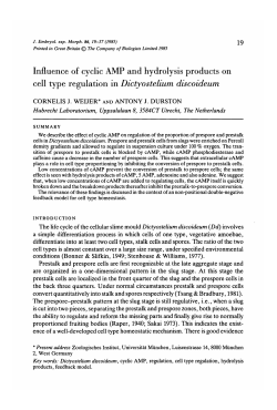 Influence of cyclic AMP and hydrolysis products on