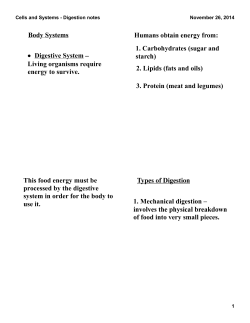 Digestion Notes - Holy Cross Collegiate