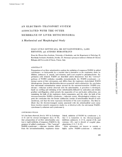 AN ELECTRON-TRANSPORT SYSTEM ASSOCIATED WITH THE