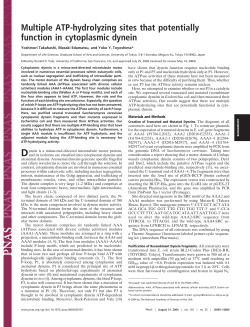 Multiple ATP-hydrolyzing sites that potentially function in
