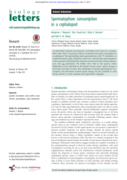 Spermatophore consumption in a cephalopod