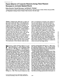 Elastic Behavior of Cormectin Filaments during Thick Filament