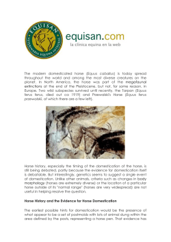 The modern domesticated horse (Equus caballus) is today