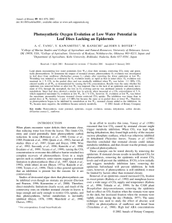 Photosynthetic Oxygen Evolution at Low Water