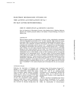 ELECTRON MICROSCOPE STUDIES ON THE ACTIVE