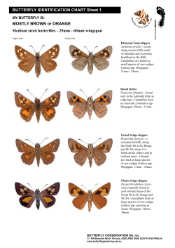 BUTTERFLY IDENTIFICATION CHART Sheet 1 MOSTLY BROWN