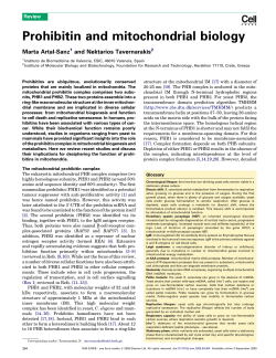 Prohibitin and mitochondrial biology