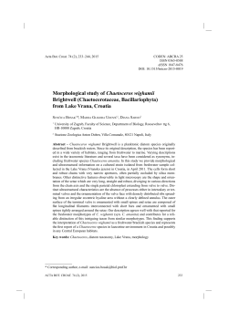 Morphological study of Chaetoceros wighamii Brightwell