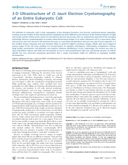 3-D Ultrastructure of O. tauri: Electron Cryotomography of an Entire