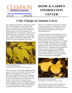 Color Changes in Autumn Leaves