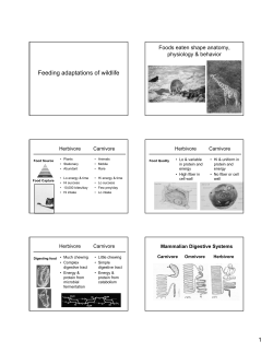 Feeding adaptations of wildlife