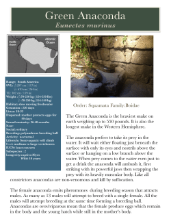 Anaconda