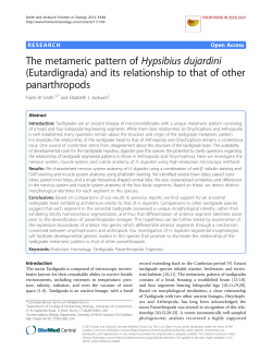The metameric pattern ofHypsibius dujardini(Eutardigrada) and its
