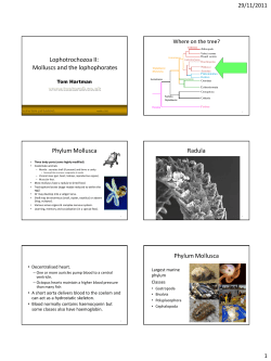 Lophotrochozoa II: Molluscs and the lophophorates