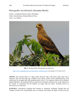 Hawk, Savanna - UWI St. Augustine