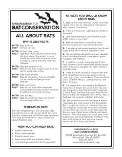 ALL ABOUT BATS