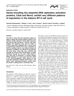 Genes encoding two essential DNA replication activation proteins